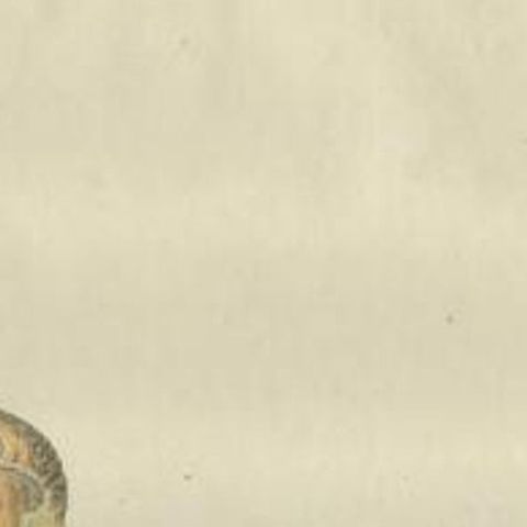 Antique Bird Print of a Male Grey Partridge by Sepp & Nozeman, 1789, close-up 1