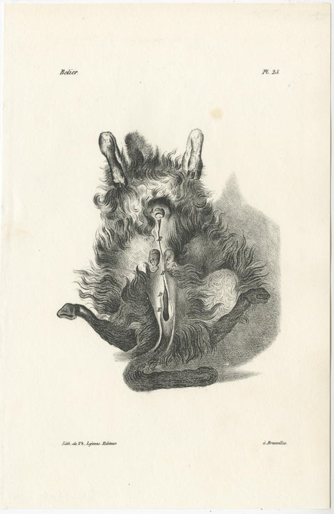 19th Century Animal Anatomy Prints by Lejeune, circa 1840, view 6