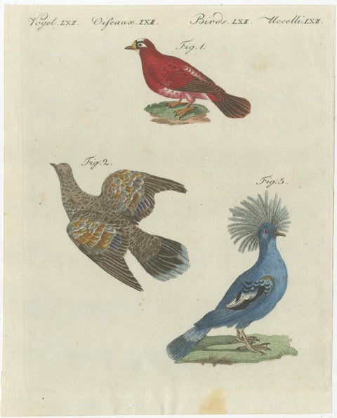 Antique Bird Print of Various Foreign Pigeons Including the Crimson Pigeon, 1800, view 2