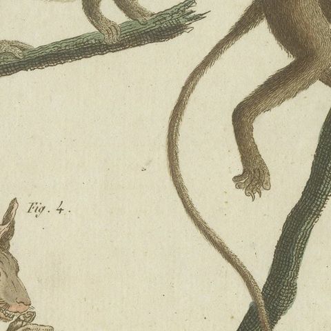 Original Antique Print of Maki or Lemur Species, close-up 2