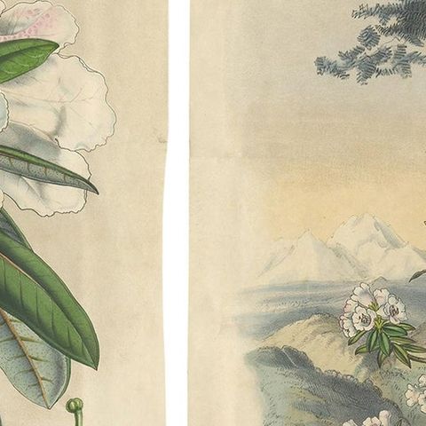 Set of 2 Antique Botany Prints, Rhododendron Dalhousiae, by Van Houtte '1849', close-up 2