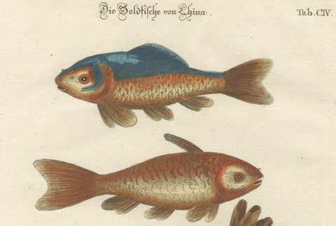 Exotic Goldfish of China: An 18th-Century Hand-Colored Copper Engraving, c.1773, close-up 1