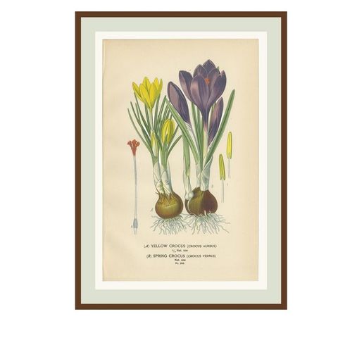 Antique Chromolithographs of Peacock Tiger-Flower, Crocus & Ixia, 1897, close-up 1