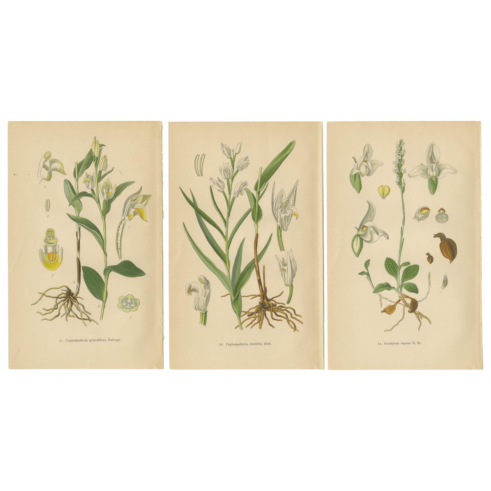 Orchid Elegance: Masterpieces of Botanical Illustration from 1904