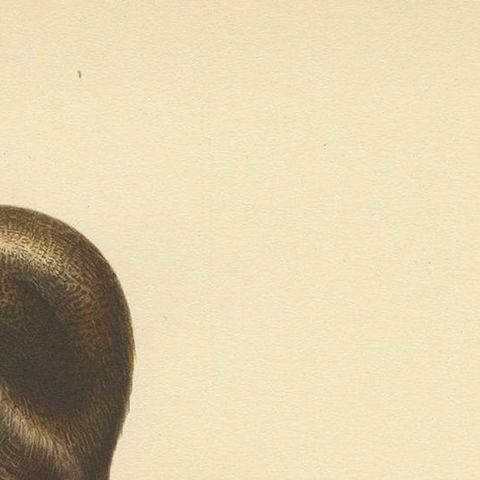 Antique Bird Print of a Male Common Eider by Von Wright, '1929', close-up 1