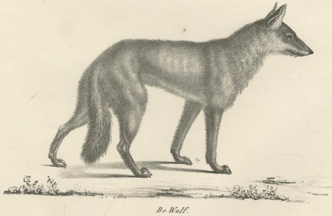 19th-Century Lithograph of the Black Wolf and Grey Wolf in Striking Detail, close-up 3