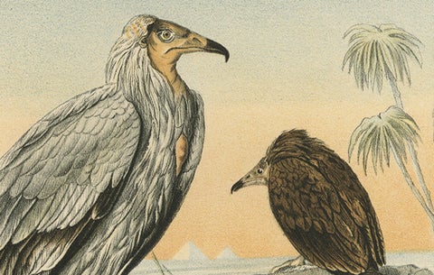 Egyptian Vultures, Antique Bird Print, Ornithology Illustration, 19th Century, close-up 1