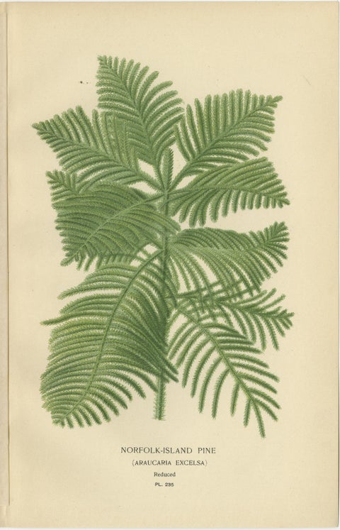 Orchids & Norfolk Pine, Set of 3 Antique Botanical Lithographs 1897, view 4
