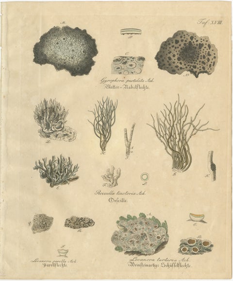 Antique Lichen Botanical Print, Dye & Chemical Species, c.1831, view 2
