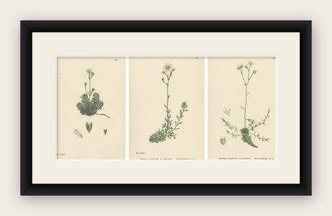 Hand-Colored Botanical Engravings of Irish and Mossy Saxifrages, 1902, shown framed