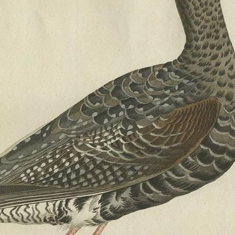 Antique Bird Print of the Spotted Redshank by Sepp & Nozeman, 1797, close-up 1
