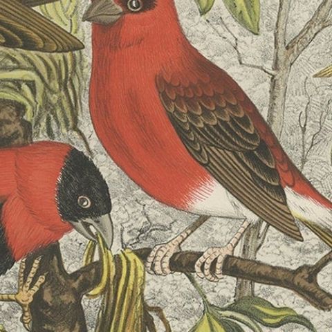 Decorative and Colourful Antique Bird Print of Weaverbirds, 1886, close-up 2