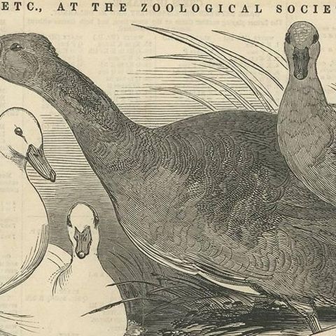 Antique Print of Prize Poultry at the Zoological Society's Gardens, 1847, close-up 1