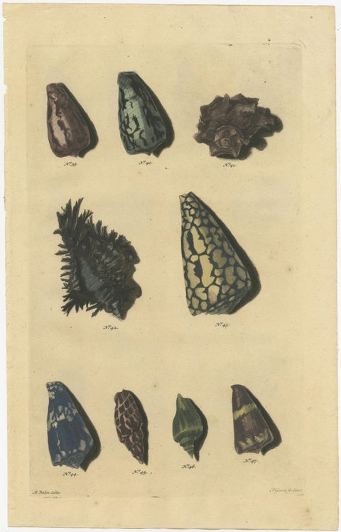 Set of 6 Colored Antique Prints of various Sea Shells and Molluscs, view 6