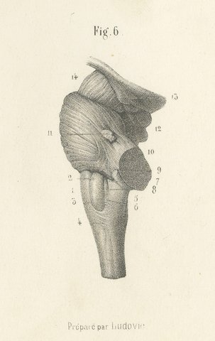 The Brain Stem and Cerebellum, Antique Hirschfeld Anatomy Print, 1866, view 7