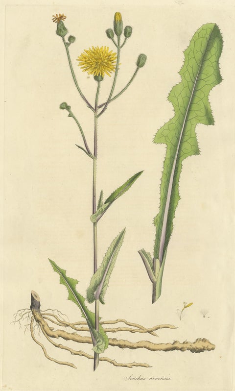 Antique Botany Print of the Sonchus Arvensis by Curtis, circa 1817, view 2