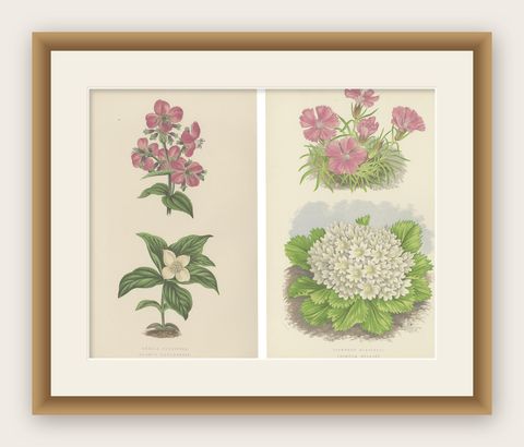 Alpine Botanical Lithograph Pair of Glacier Pink and Snow Primrose, 1874, shown framed