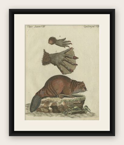 Patinca Rich Hand Colored Antique Print of a Beaver, Pubished in circa 1820, shown framed