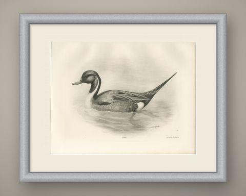 Pintail, Antique Bird Print after Lilian Medland, circa 1909, shown framed