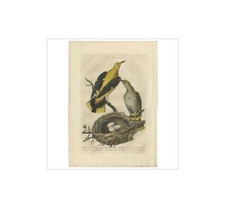 Eurasian Golden Oriole with Nest, Antique Bird Engraving, Nozeman & Sepp 1770, view 2