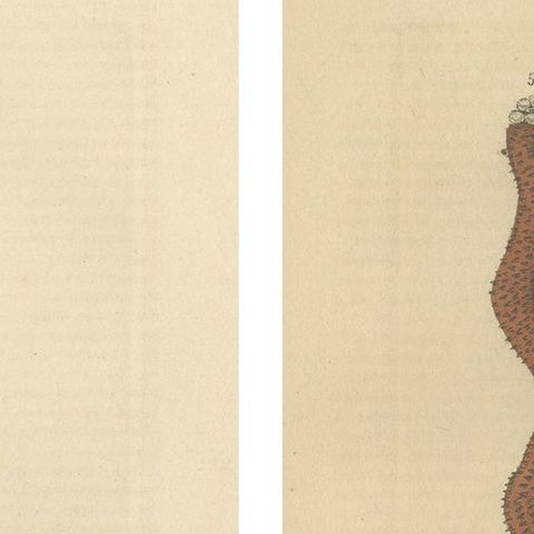 Sea Splendor: A Tapestry of Marine Life in the Mid-19th Century, 1845, close-up 1