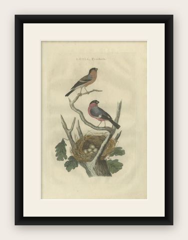 Antique Bird Print of the Eurasian Bullfinch by Sepp & Nozeman, 1789, shown framed