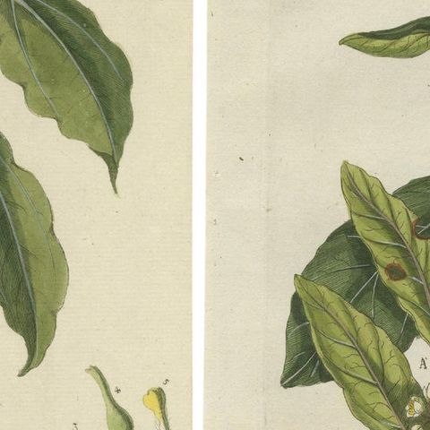 Set of 2 Antique Botany Prints - Laurus Camphora & Laurus Nobilis, close-up 2