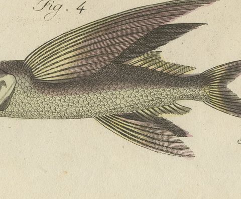 Flying Fish with a Flying Gurnard, Antique Bertuch Print, circa 1805, close-up 2