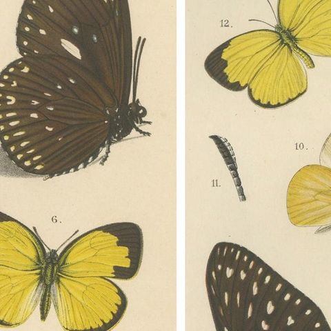 Antique Butterfly Prints (Set of 2), Sumatra Lepidoptera c.1887, close-up 4
