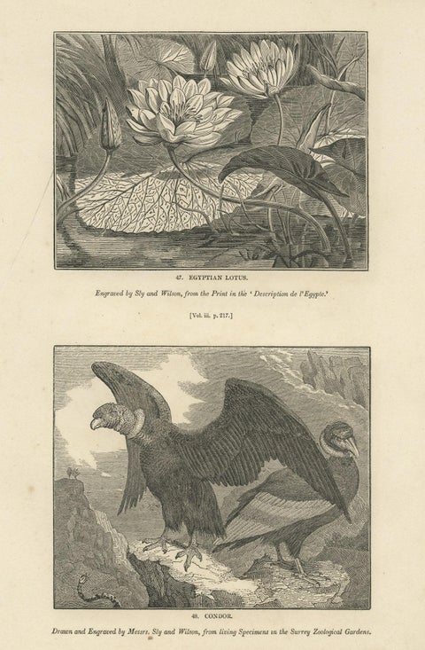 Antique Print of Egyptian Lotus and a Condor Bird, 1835, close-up 1
