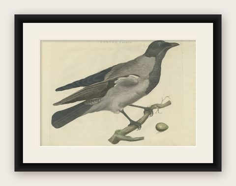 Antique Bird Print of the Hooded Crow by Sepp & Nozeman, 1797, shown framed