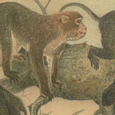 Macaques, Antique Monkey Print, Victorian Zoological Illustration, 1894, close-up 6