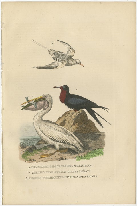 Hand-colored Print of a White Pelican, Frigate Bird and Red-Tailed Tropic Bird, view 2