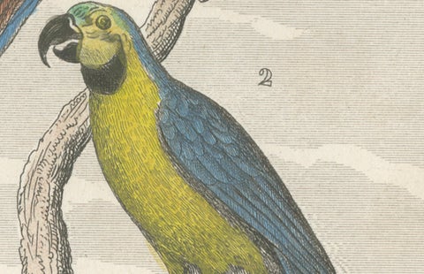 Small Hand-Colored Print L'Ara Rouge et Bleu Parrot from Buffon’s Histoire, 1770, close-up 4