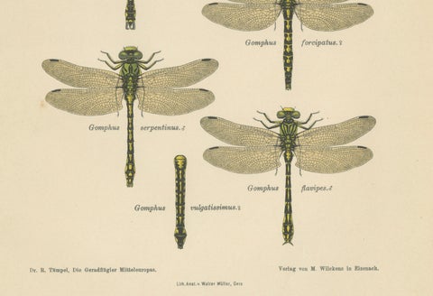 Set of Three Dragonfly & Damselfly Lithographs by Richard Tümpel, 1908, close-up 5