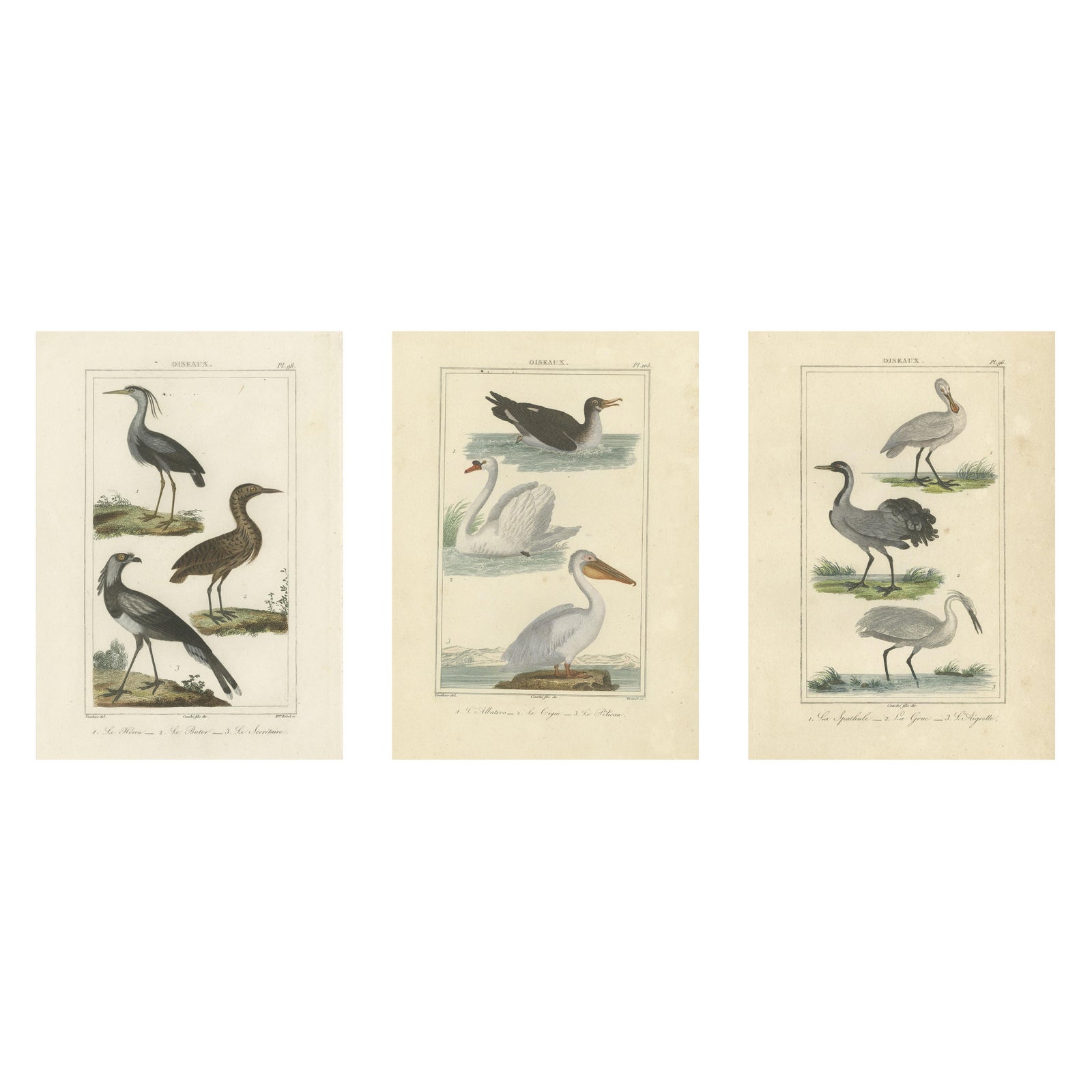Elegant Avian Diversity: Illustrations from Buffon's Ornithology, c.1780