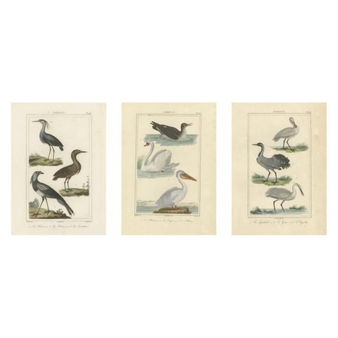 Elegant Avian Diversity: Illustrations from Buffon's Ornithology, c.1780