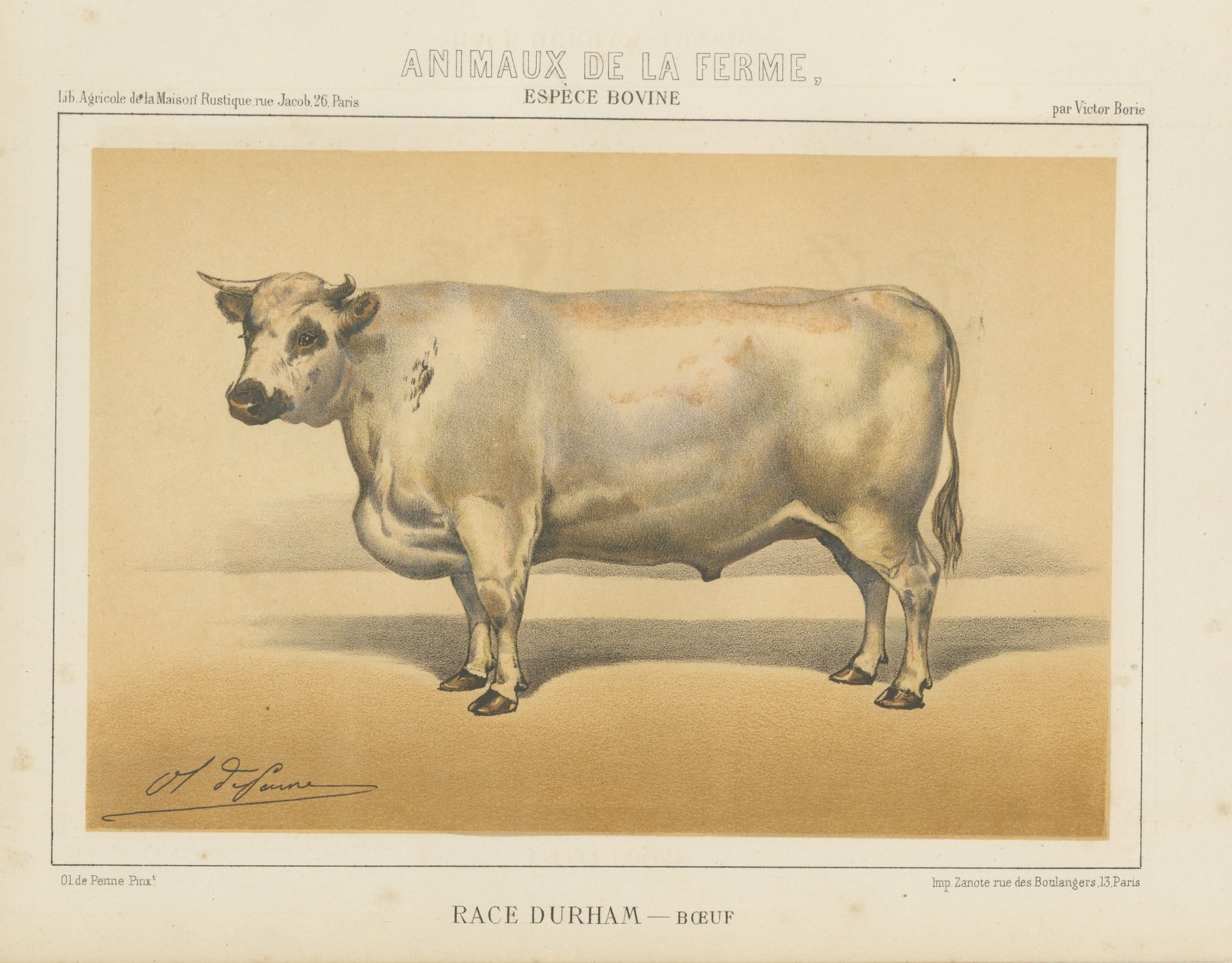 Durham Shorthorn Ox, British Cattle Chromolithograph by Olivier de Penne, 1863