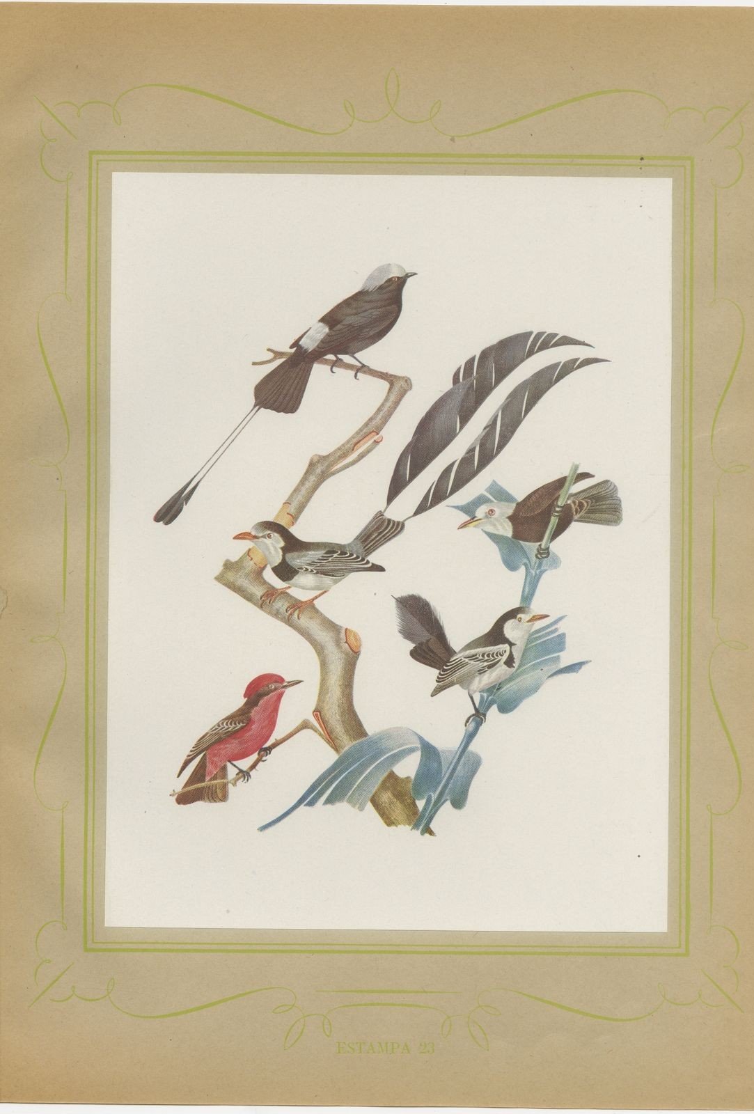 Racket-Tailed Motmots and Kingfishers, Brazilian Bird Print, Descourtilz, 1944