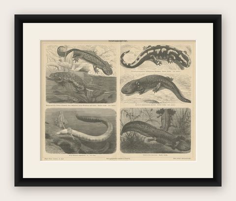 Original Antique Lithograph of Various Tailed Amphibians, circa 1890, shown framed