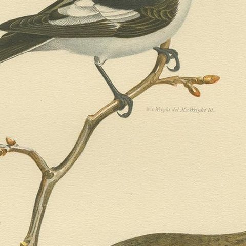 Antique Bird Print of the Pied Flycatcher by Von Wright '1927', close-up 1