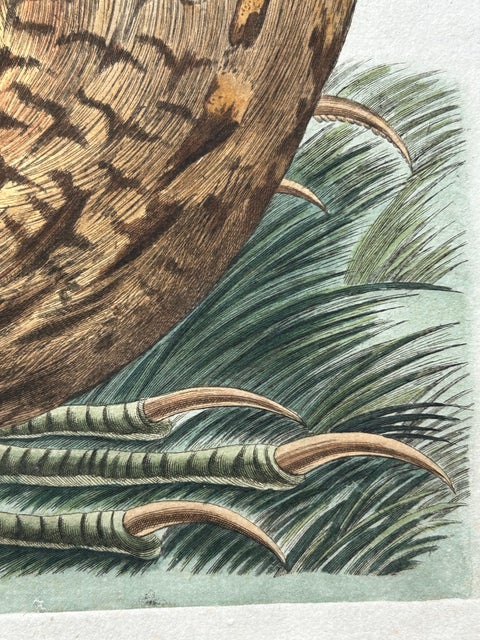 Ardea Stellaris Rufa, Eurasian Bittern from Nederlandsche Vogelen, 1809, view 8