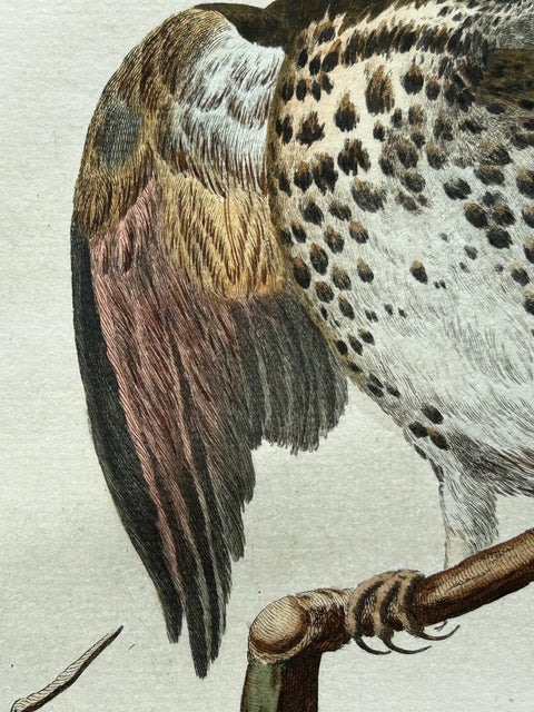 Redwing Thrush, Antique Bird Print by Nozeman and Sepp, 1770, view 6