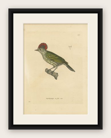 Engraving of a Crested Woodpecker, Exotic Ornithological Print, circa 1808, shown framed