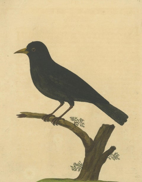 Antique Hand-Colored Engraving of The Blackbird by Eleazar Albin, circa 1730, close-up 2