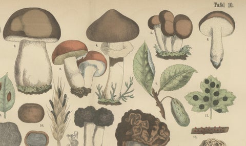 Morels & Truffles, Antique Botanical Lithograph, European Fungi 1885, close-up 5