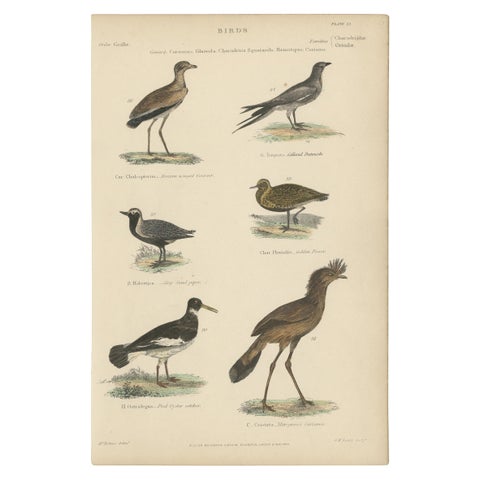 Old Print of a Courser, Collared Pratincole, Sandpiper, Plover, Cariama, c.1860