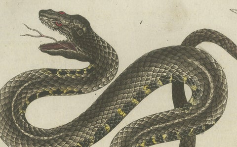 Antique Handcolored Engraving of Snakes, c.1800, close-up 3