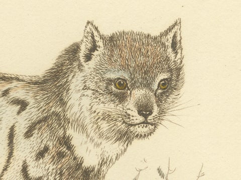 Antique Print with Hand Coloring of a Siberian Lynx, close-up 1
