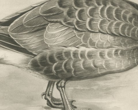 Pink-footed Goose Feeding at the Water's Edge after Lilian Medland, c. 1909, close-up 2